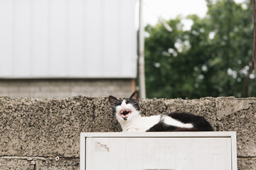 a small street kitten yawns