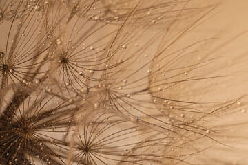Obraz premium Beautiful fluffy dandelion flower with water drops on beige background, closeup