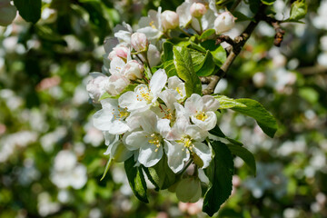 Apple blossom in the garden on spring