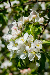 Apple blossom in the garden on spring