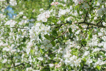 Apple blossom in the garden on spring