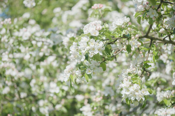 Apple blossom in the garden on spring