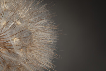 Beautiful fluffy dandelion flower on grey background, closeup. Space for text