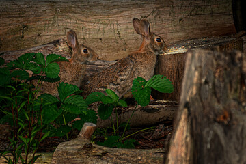 Two rabbits in our Strawberry patch eat a little leftover seed that was left for the birds.  Our garden in Windsor in Broome County in Upstate NY.  Rabbits by log in early morning sunlight. 