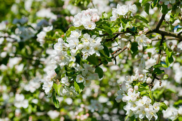 Apple blossom in the garden on spring