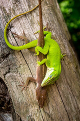 Two green anoles (Anolis carolinensis) actively mating on a fence post.