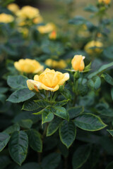 Close up yellow flowers in the garden