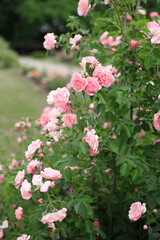 Fototapeta premium pink flowers in the garden