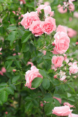 pink roses in the garden