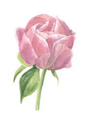 Watercolor drawing of a peony. Blooming picturesque peony. Flower composition. Isolated peony on a white background.