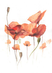 Watercolor drawing of poppies. Blooming picturesque poppies. Flower composition. Isolated poppies on a white background.