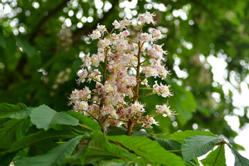 tree blossom