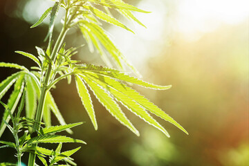 Cannabis plant growth in nature in backlit.
