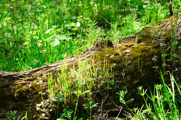 moss on an old tree, grass grows on a log. deciduous forest