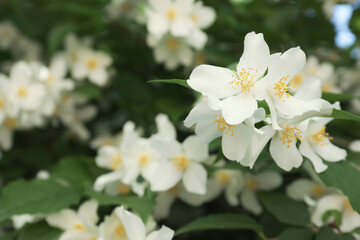 Beautiful blooming white jasmine shrub outdoors, closeup. Space for text