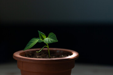 Green young sprout of pepper in a clay pot in the rays of light on a dark background.