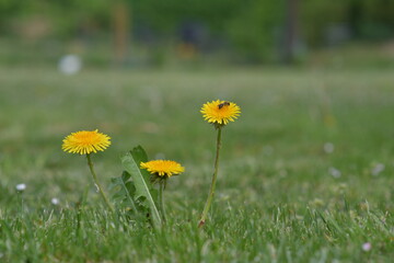 yellow dandelions in the grass