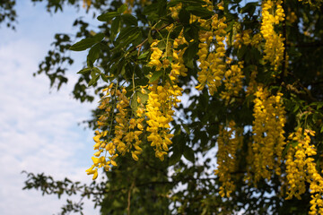 Fototapeta premium the flowers of a golden chain in sunlight