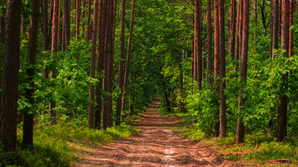 Obraz premium path in the forest