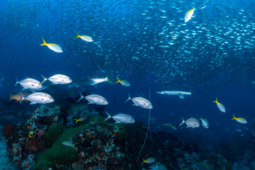 Naklejka na ściany i meble Schools of fish on a tropical coral reef in south east asia, Thailand, Koh Tao