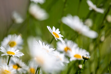 A field of oxeye daisies in summer, with selective focus