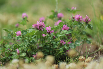 Pink flowers in the meadow