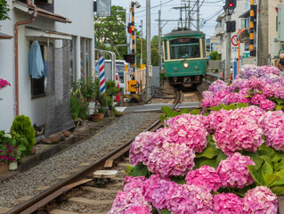 鎌倉の紫陽花と江ノ電