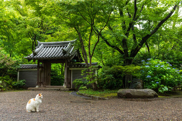 梅雨時の横浜三渓園