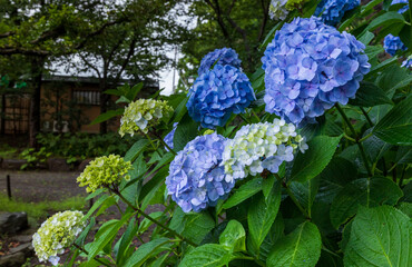 梅雨時に咲くアジサイ