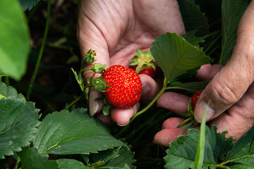 Picking ripe strawberries. Strawberry berries in your hands. Women's hands with strawberries.