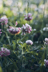  Trifolium pratense
