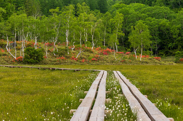 初夏の田ノ原湿原