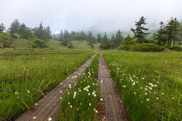 朝霧に包まれる初夏の芳ヶ平湿原