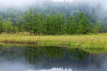 朝霧に包まれる初夏の芳ヶ平湿原