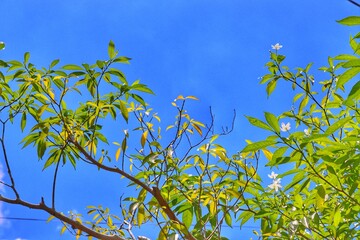 leaves against blue sky