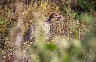 beautiful birds of africa with an unusual coloring in natural conditions