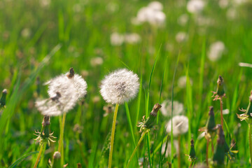 A field of fluffy white dandelions on a sunny summer day, the flowers scatter their seeds in the wind