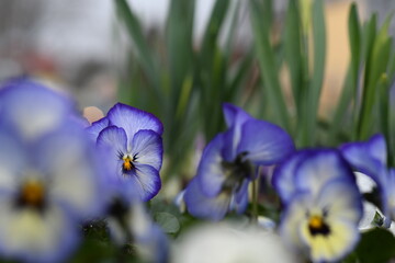 blue pansies