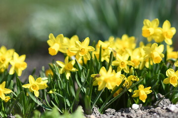 daffodils in the garden