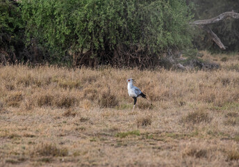 a beautiful and important bird secretary walks on the green grass 