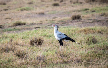 a beautiful and important bird secretary walks on the green grass 