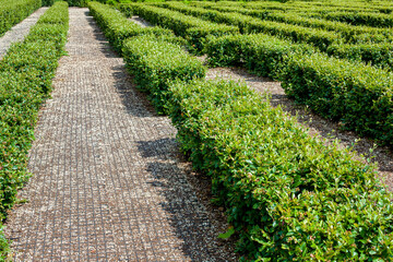 Fototapeta na wymiar park maze of hedged deciduous bushes in the backyard with pebbled path on a sunny summer day in the botanical garden, nobody.