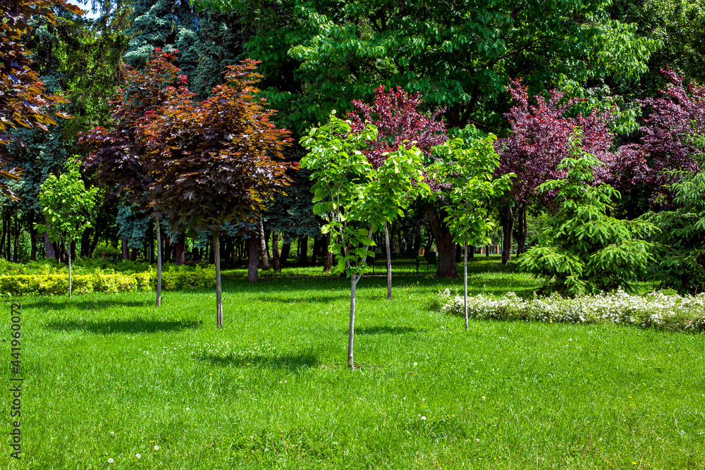 Wall mural young trees growing on a green grass landscape lawn in a sunny summer park lit by the summer sun, no