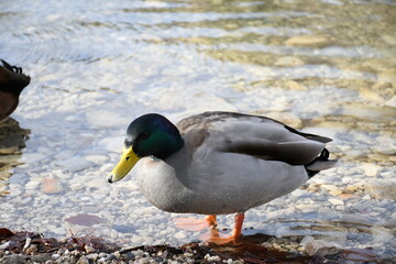 duck in the water