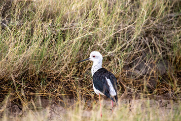 beautiful birds of africa with an unusual coloring in natural conditions