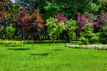 young trees growing on a green grass landscape lawn in a sunny summer park lit by the summer sun, nobody.