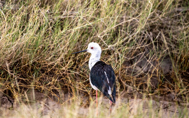 beautiful birds of africa with an unusual coloring in natural conditions