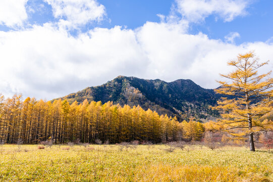 小田代原」の写真素材 | 892件の無料イラスト画像 | Adobe Stock