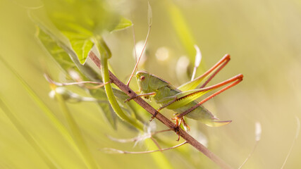 Green grasshopper in grass environment in sunny day. Macro close-up. Brown-green summer banner. 