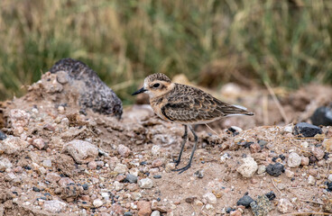 beautiful birds of africa with an unusual coloring in natural conditions